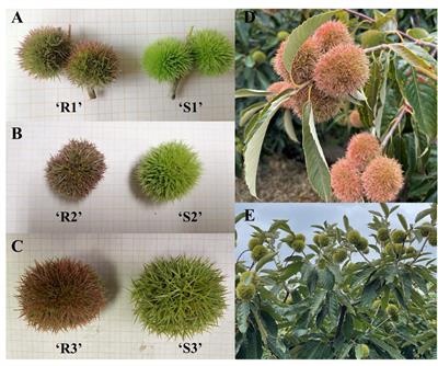 Metabolic and molecular mechanisms of spine color formation in Chinese red chestnut